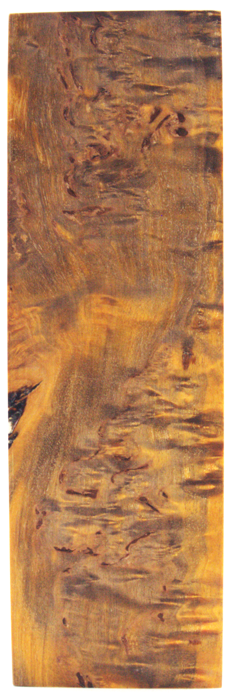 Karelian curly birch #103