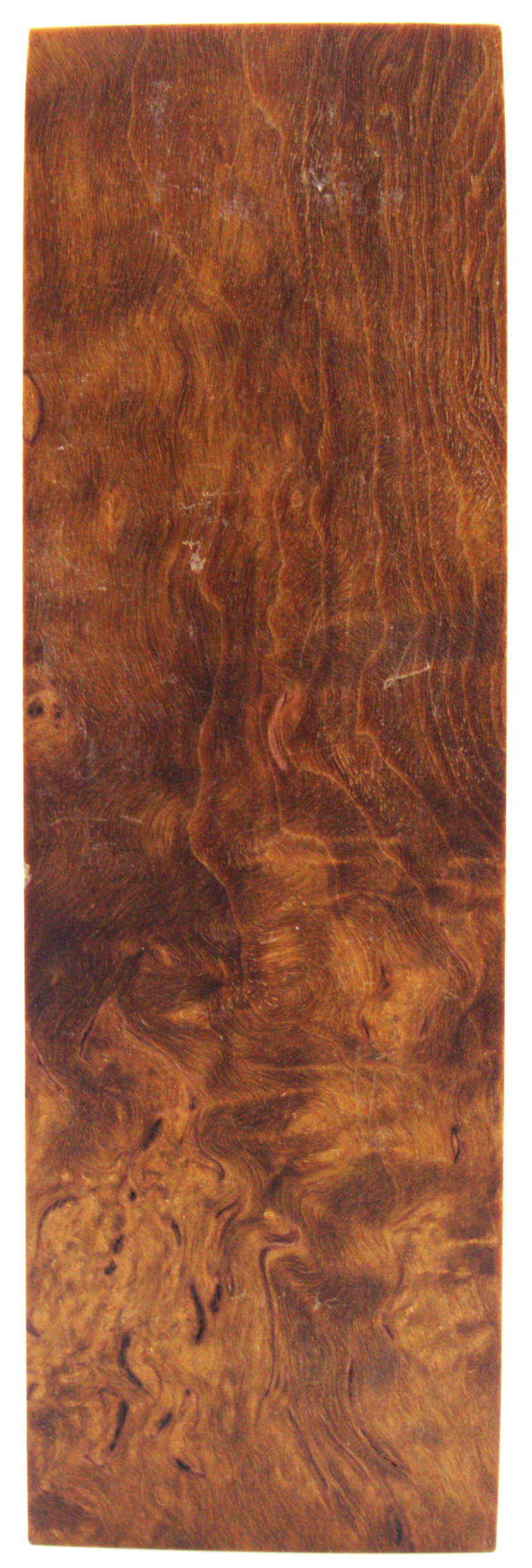 Karelian birch #105