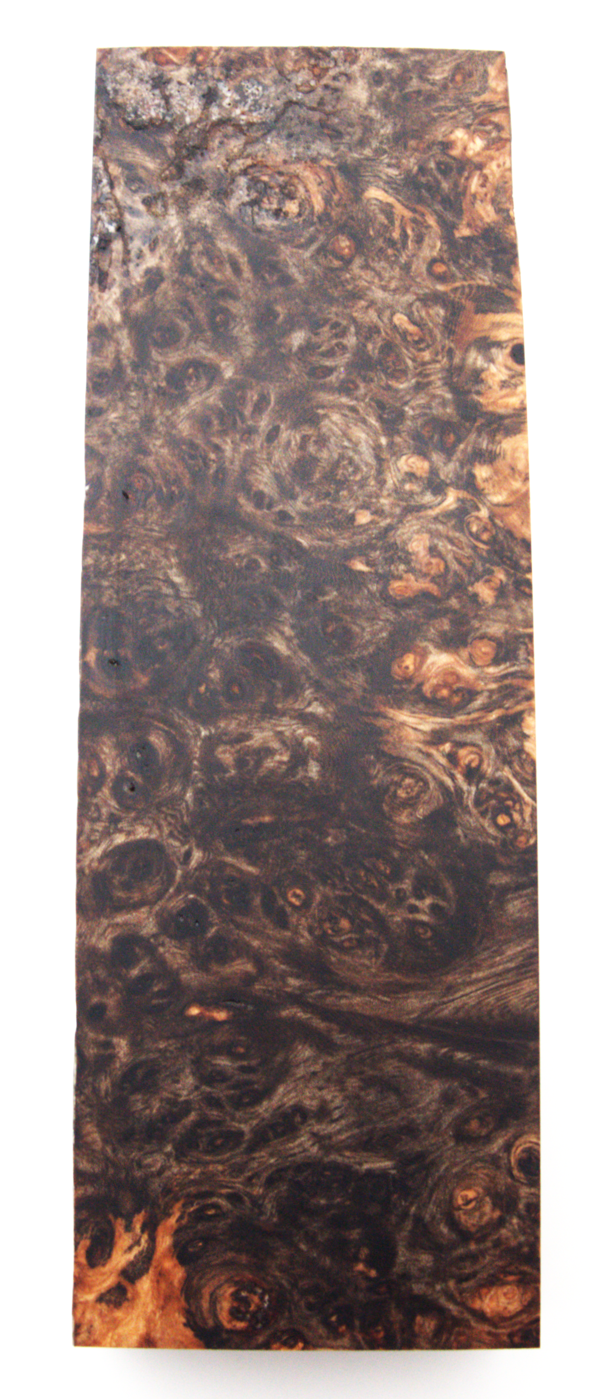 Stabilized Amboyna #11