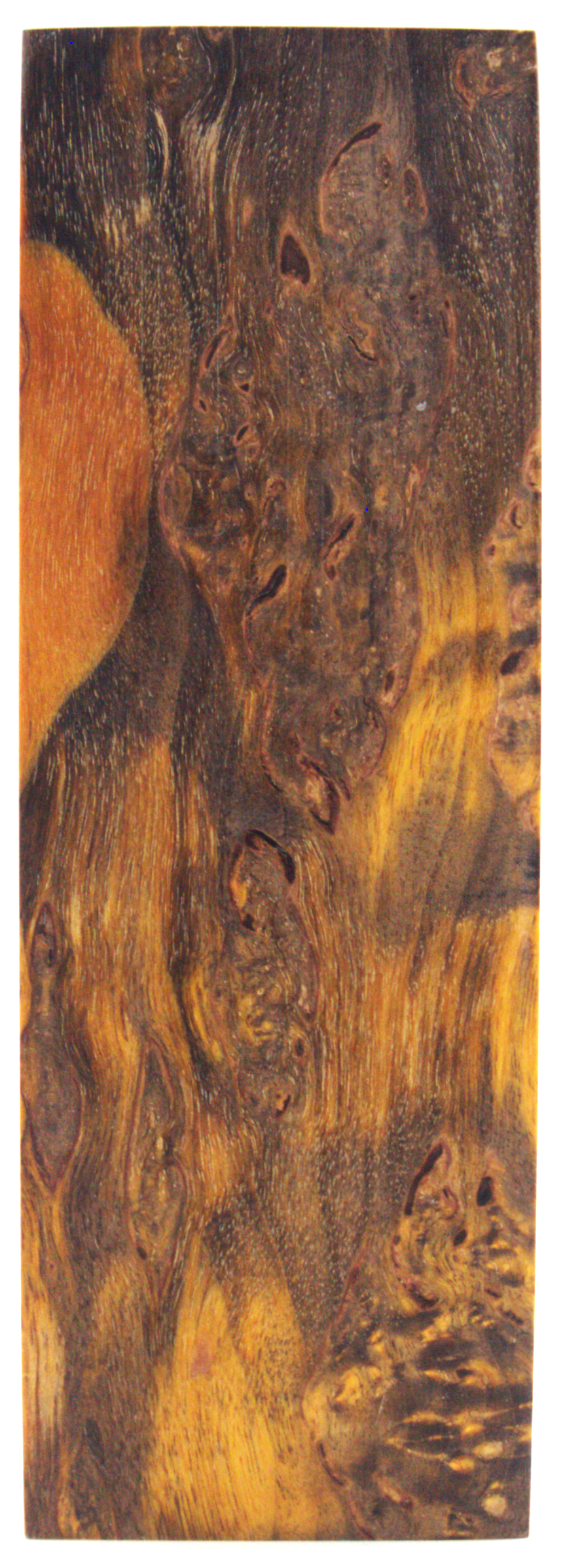 Karelian curly birch #113