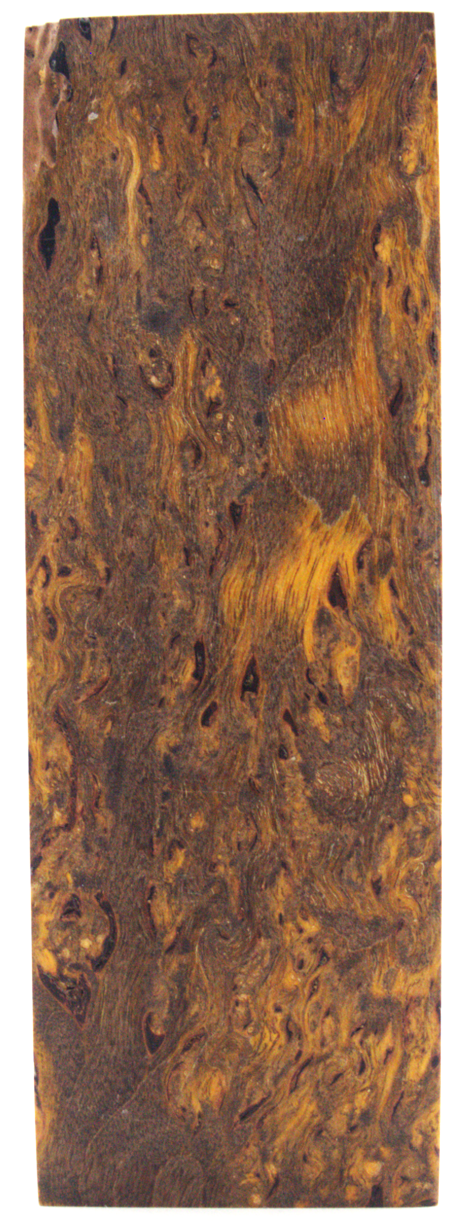 Karelian curly birch #113