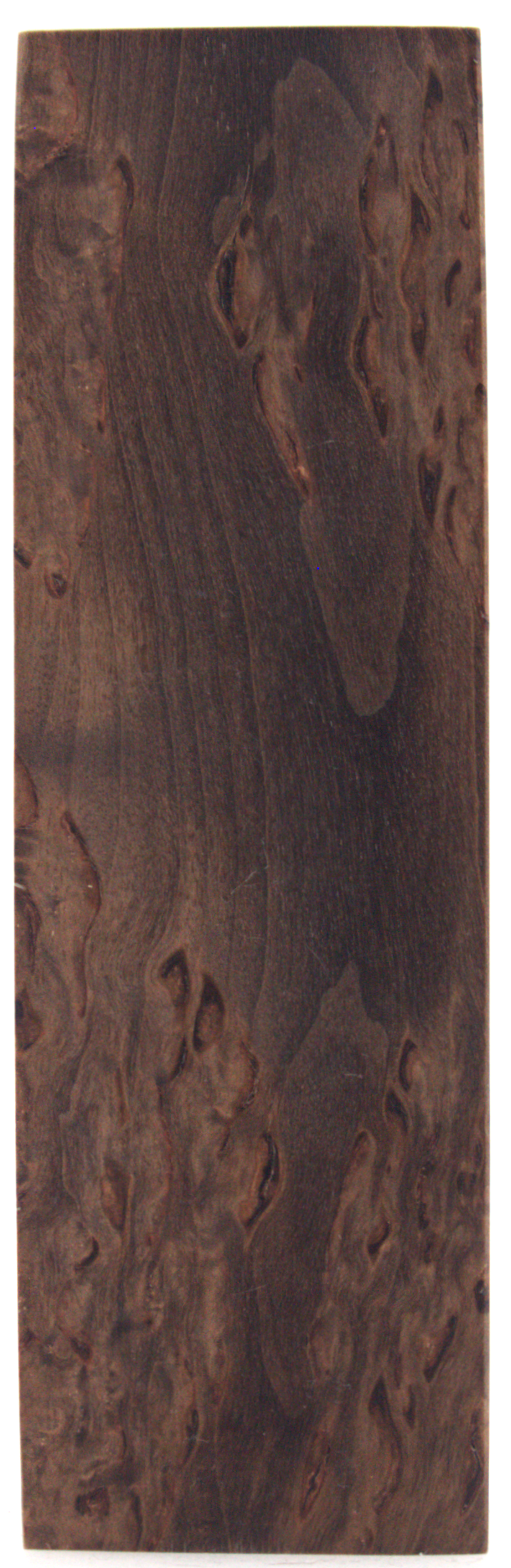 Karelian curly birch #126