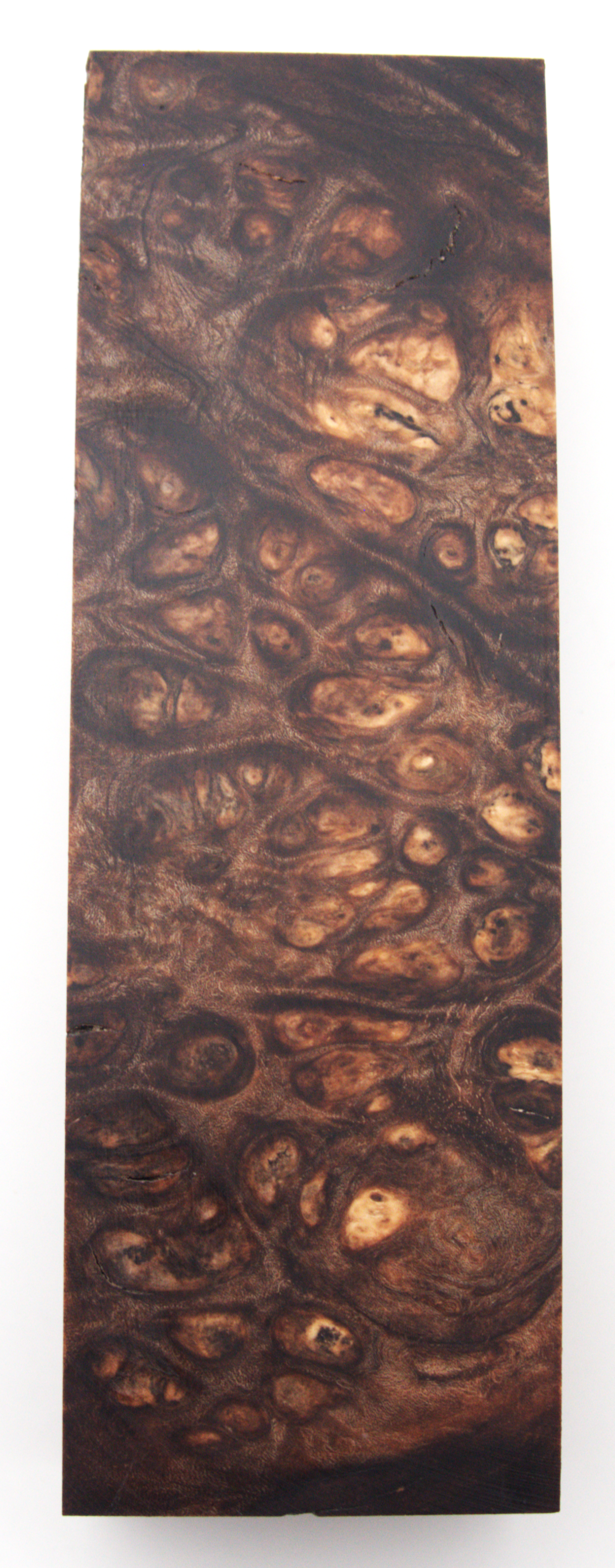 Stabilized Amboyna #14