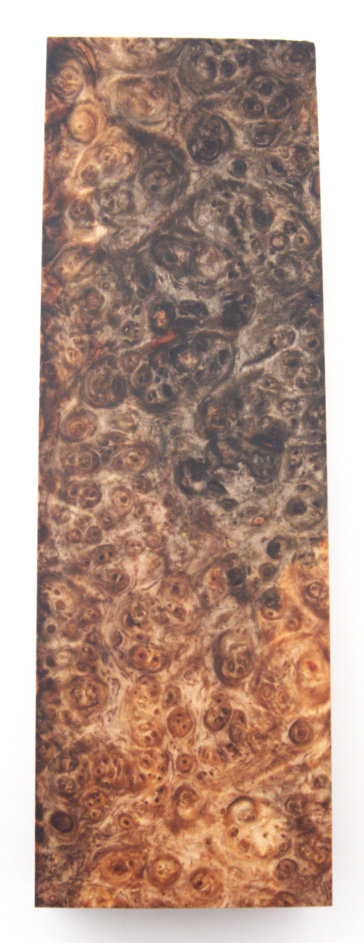 Stabilized Amboyna #17