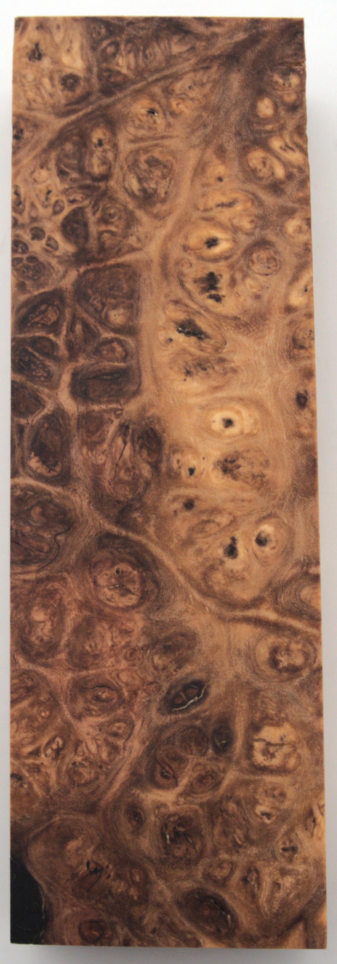 Stabilized Amboyna #23
