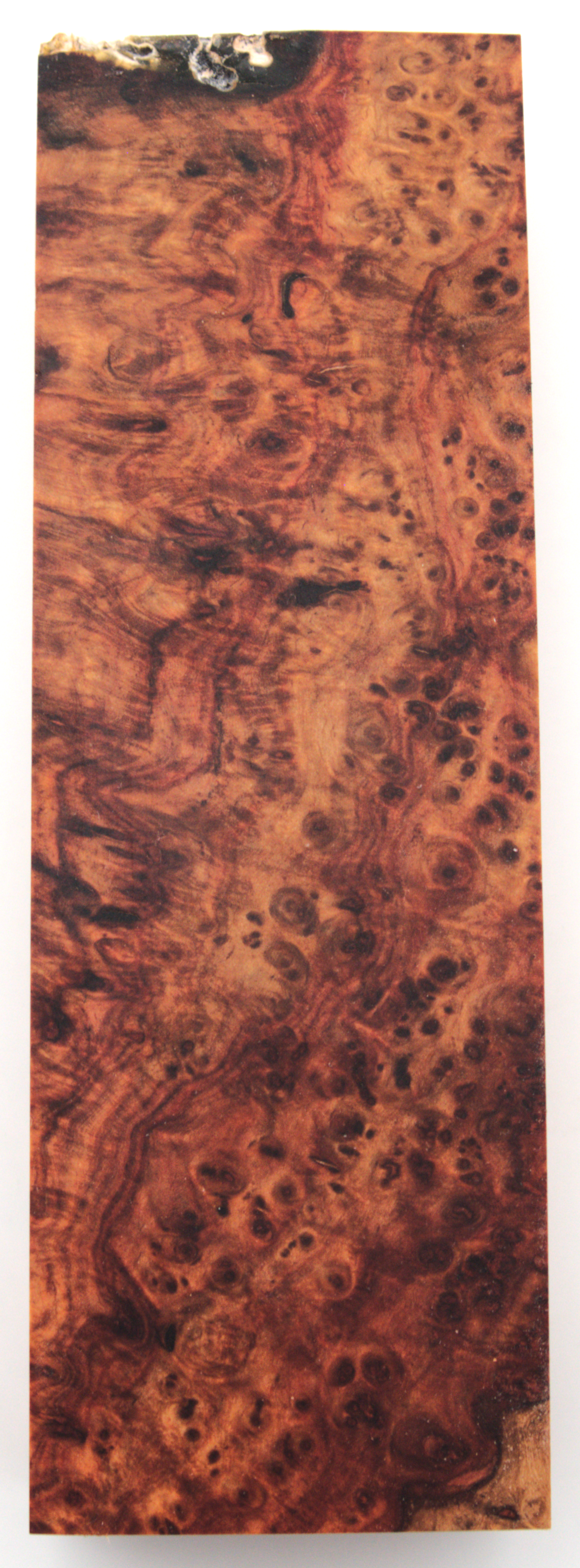 Stabilized Amboyna #25