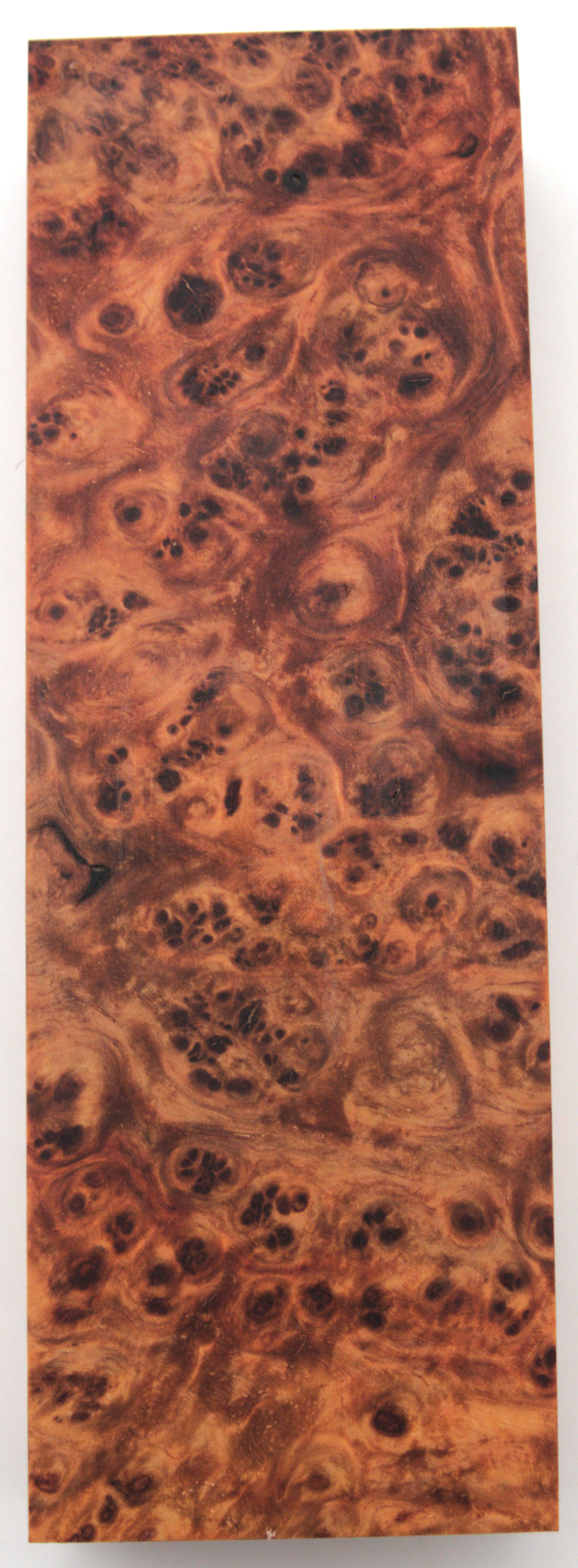Stabilized Amboyna #44