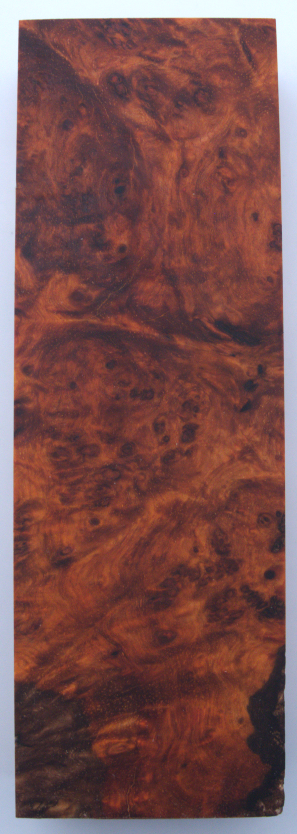 Stabilisierte Amboina #56 - 0